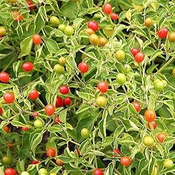 Park Seed Variety of Hot Chili Pepper Plant