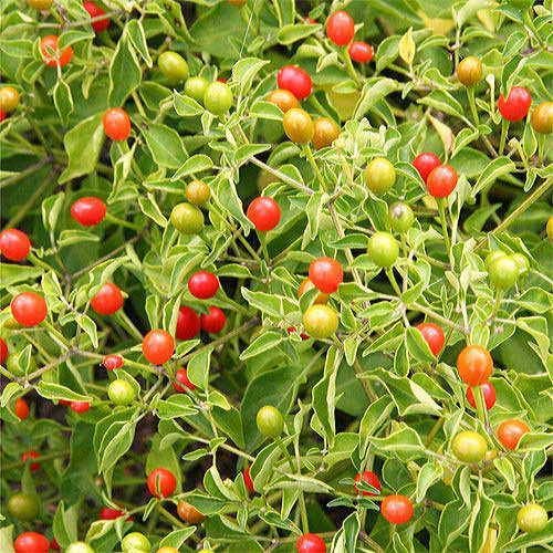 Park Seed Variety of Hot Chili Pepper Plant