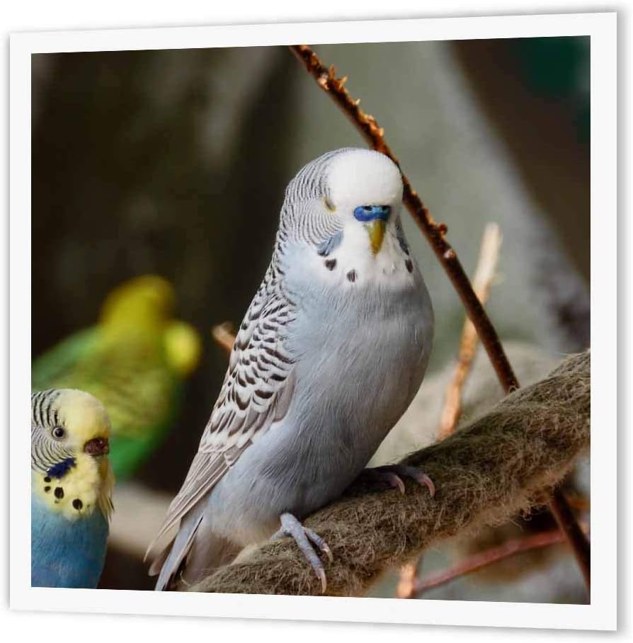 Amazon.com: 3dRose ht_185097_3 Grey 