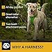 Ruffwear, Front Range Dog Harness, Reflective Soft Padded Everyday Harness with Dual Leash Clips, Adjustable and Lightweight Fit for Training or Walking for All Dogs, Tillandsia Purple, X-Small