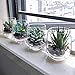 Supla 4 Set Artificial Fake Succulent Plants Echeveria Terrarium Glass Containers Decorations Clear (4 Artificial Succulents+1.1 Lb White Sand+1.32 Lb Stone + 4 Glass Containers +1 Floral Wire Cutter)