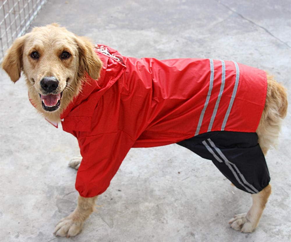 raincoat golden retriever