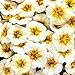 (Petunia *Ambizu*) Rare Superbells Frostfire Calibrachoa Petunia Annual Flower Seeds, Professional Pack, 100 Seeds