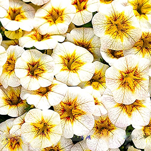 (Petunia *Ambizu*) Rare Superbells Frostfire Calibrachoa Petunia Annual Flower Seeds, Professional Pack, 100 Seeds