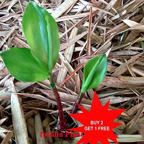 SOPHISTICATE Organic Seeds: Insulin Plant/Diabetic HERB/Sugar Plant/Fiery COSTUS/Spiral Flag for Diabetics