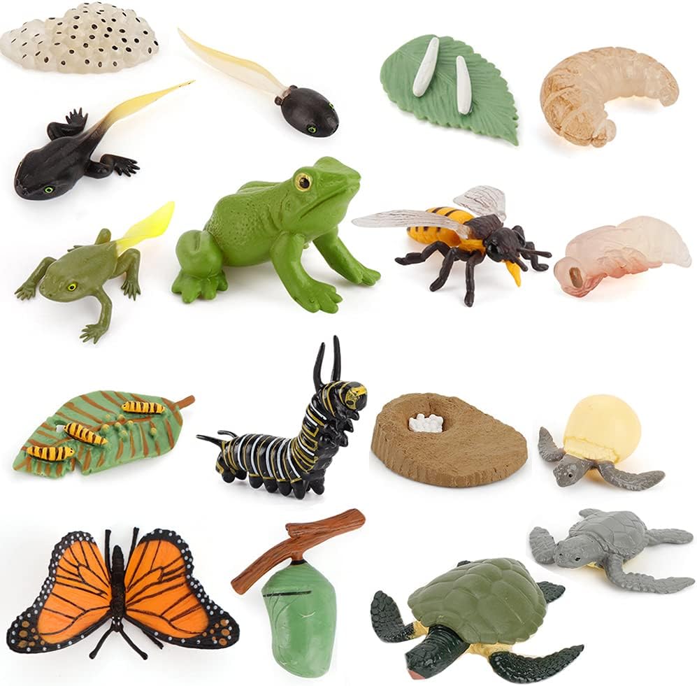 18PCS Life Cycle of Frog Bee Tortoise Butterfly Figurines Toy Kit