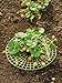 Gardener's Supply Company Strawberry Supports | Easy to Install Strawberry Plant Support & Growing Racks | Promotes Healthy and Unblemished Strawberry Harvest | 11.5