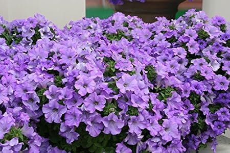 Creative Farmer Flower Seeds : Carpet Blue Lace Hybrid Petunia Hybrida Flower Seeds For All Season Garden [Home Garden Seeds Eco Pack] Plant Seeds