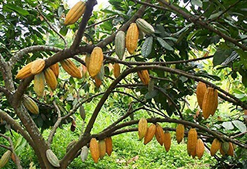 Glamorous Hub Webstühle & Gewebe 100% reines & natürliches Kakaopulver aus Kerala 250 g – Bild 3