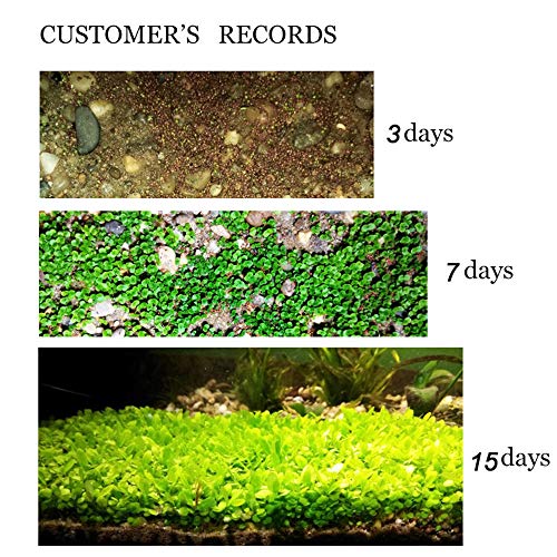 Zafina Aquarium Grass Plant Seeds, Easy to Grow Aquatic Plant Seeds, Fast Growing Aquarium Carpet Seeds - Creates a Natural Ecosystem for Your Fish