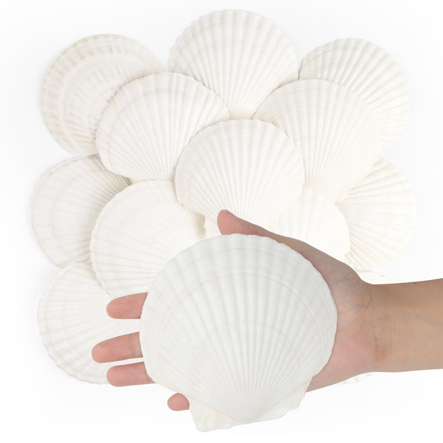 Jangostor 16 PCS Scallop Shells Natural Seashell, 10CM - 12CM White Scallop Shells Large Seashells for Crafts Wedding Decor Beach Theme Party, Fish Tank and Vase Filler