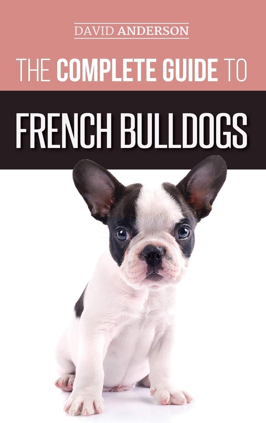 bringing home a french bulldog puppy