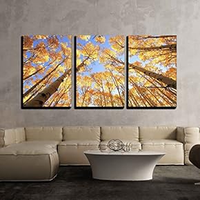 Aspen Trees with Fall Color - Canvas Art Wall Art - 16"x24"x3 Panels