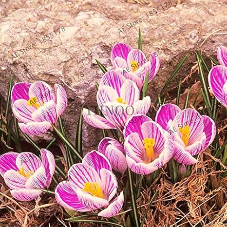 Amazon Co Jp 104pcs サフラン植物 サフランフラワーplantas サフランクロッカス 苗 花植物 盆栽plante 15 ホーム キッチン