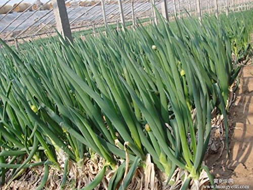 Seeds Market Rare 1000 seeds of Chinese green onions fresh vegetables Welsh onion seeds green onions