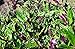 Handama, Suizenjigusa, Okinawa Spinach - Gynura - Edible Houseplant - 4