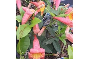 Greenwood Nursery/Live Perennial Plants - Tangerine Beauty + Bignonia Capreolata - [Qty: 3X Pint Pots] - (Click for More Options/Quantities)