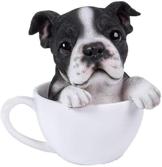 teacup boston terrier