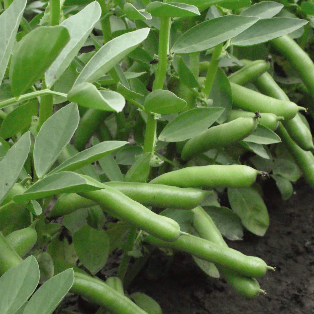 Broad Bean Seeds 'De Monica' Vicia faba Fava Beans Hardy Annual Vegetable Garden Plants Easy to Grow Sow Your Own Spring Sowing Summer Harvesting 1 Packet of 40 Seeds by Thompson and Morgan