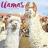 Llamas 2019 Wall Calendar by 