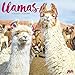 Llamas 2019 Wall Calendar by 