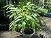 Bambusa Bambos Spiny Bamboo Indian Thorny Bamboo 250 Seeds