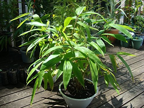 Bambusa Bambos Spiny Bamboo Indian Thorny Bamboo 250 Seeds