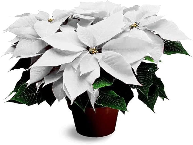 Stella Di Natale Quando Fiorisce.Pianta Natalizia Vera Ornamentale Stella Di Natale Bianca O 17 Cm H 70 Cm Amazon It Giardino E Giardinaggio