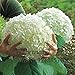 Promotion!!! 100 pcs / bag White Hydrangea Flower seeds,Pure color ,lasting,gorgeous balcony or yard flower plant