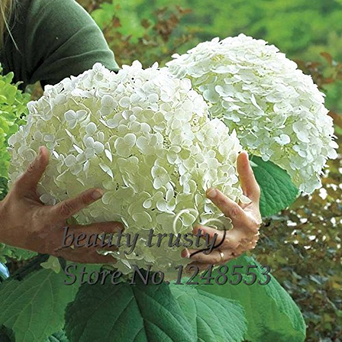 Promotion!!! 100 pcs / bag White Hydrangea Flower seeds,Pure color ,lasting,gorgeous balcony or yard flower plant Promotion!!! 100 pcs / bag White Hydrangea Flower seeds,Pure color ,lasting,gorgeous balcony or yard flower plant