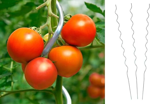10 pieza Tomate espiral varilla 180 cm Tomates espiral – Varilla ...