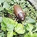 HaiHui Infrared Remote Control Realistic Mock Fake Cockroach RC Toy Prank Insects Joke Scary Trick Bugs for Party (roach)