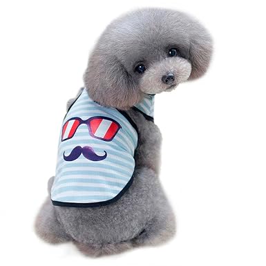 vetements chien