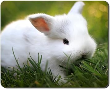 Amazon Com Cute White Baby Rabbit Animal Picture Game Office Mouse Pad 7x8 5inches Office Products