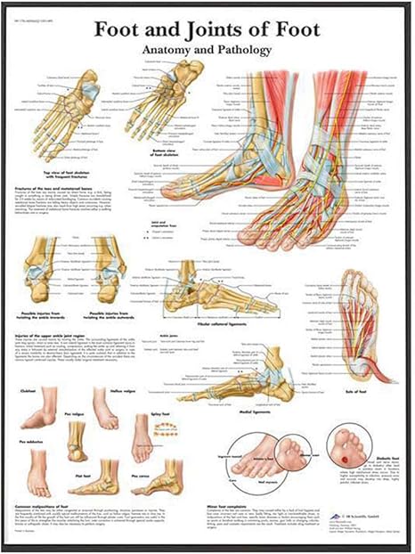 Amazon Co Jp 人体解剖学システムウォールアート足と足の解剖学と病理学の関節ポスターキャンバス絵画病院チャートオフィスの装飾50x70cmフレームなし ホーム キッチン
