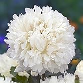 Caribou Seed Company | Ivory Peony Poppy | 100 Seeds | Beautiful Ivory, Cream, White | Double Frilled Blooms | Fresh Canadian
