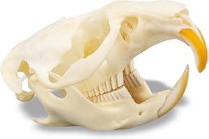 Muskrat Skull- Real Muskrat Skull Taxidermy, Made in The USA, an American Heritage Industries Product