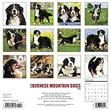 Image de Just Bernese Mountain Dog 2018 Wall Calendar (Dog Breed Calendar)