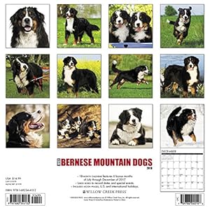 Just Bernese Mountain Dog 2018 Wall Calendar (Dog Breed Calendar)