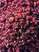 Barberry,100% Premium Quality Barberry (Zereshk) (35.2 Ounces)