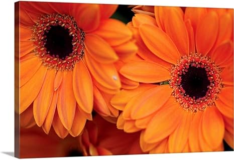 Amazon Com Greatbigcanvas Orange Gerbera Daisies Canvas Wall Art Print Daisy Home Decor Artwork 60 X40 X1 5 Posters Prints