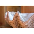 Creative Co-op Conchiglia Decorativa In Magnesia – Finitura Naturale Avorio, Dimensioni 41x25x10 Cm, Arredo Nautico