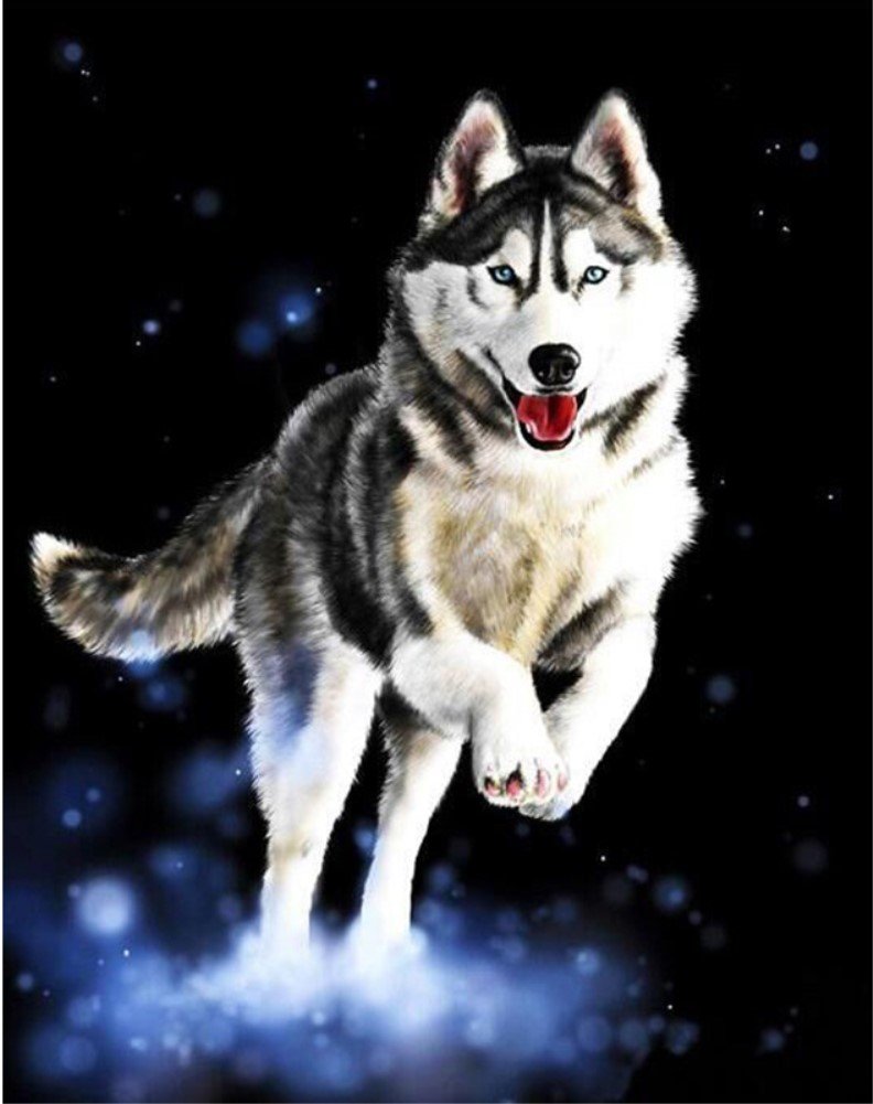 ABEUTY Paint by Numbers for Adults & Kids，Wolfdog Run Animal 16 * 20 inch on Canvas with Paintbrushes and Acrylic Pigment for Christmas Valentine's Day Gift