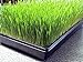 Clever sprouts Marley's Cat Grass 1 lb Organic & Non-GMO Wheat Grass + A Free Bag with Each Order + 2