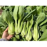 3000+ Premium Bok Choy Seeds &ndash; Cải Th&igrave;a &ndash; Pak Choi &ndash; Chinese Cabbage&ndash; Non-GMO, Heirloom, 99% Germination Rate, Easy to Grow Vegetable Seeds for Home Garden &amp; Backyard Planting