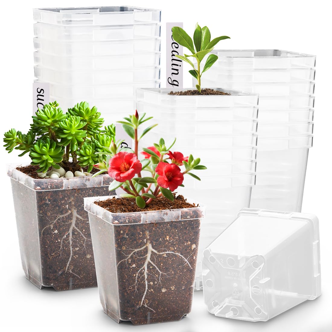 RooTrimmer 3.3 Inch Clear Nursery Pots with Drainage,90 Pack Square Seedling Pots with Plant Lables,Reusable Seed Starter Pots for Succulents Transplanting Herbs Flowers Tomato Windowsill Gardening Image