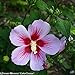 Orchid Satin ® Hibiscus - 4" pot - Proven Winners