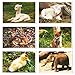 Blank Baby Animal Greeting Cards with Envelopes for All Occasions (4x6 In, 36 Pack)