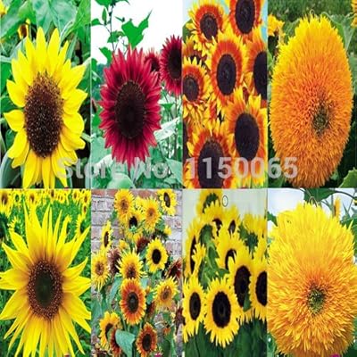 Cocoon Modèle Poulailler Garden Cc600 Nouveau Et Sol Du Pondoir Sûr