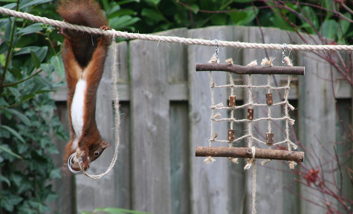 Caprioles Squirrel Feeder | Hours of Viewing Fun | 5 Metre Rope